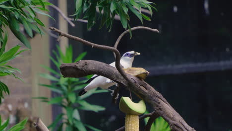 Bali-Myna-Feeding-or-Pecking-Eating-Banana-on-Tree-Branch-in-Bali-Safari-and-Marine-Park,-Indonesia---slow-motion