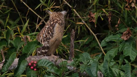 facing to the right then turns to the back and steps to its left, buffy fish owl ketupa ketupu, thailand