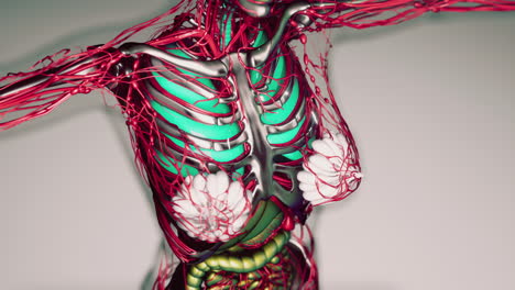 animación de los órganos internos humanos