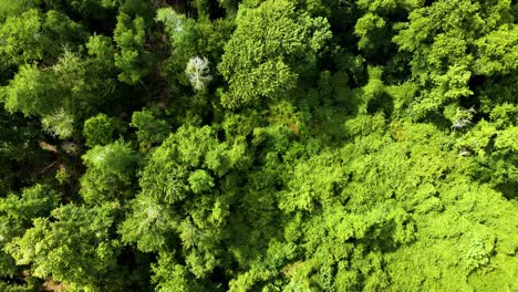 slow upward circular drifting aerial over the great dismal swamp national wildlife refuge