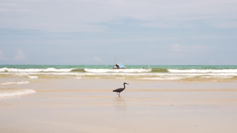 pájaro caminando en una playa tailandesa