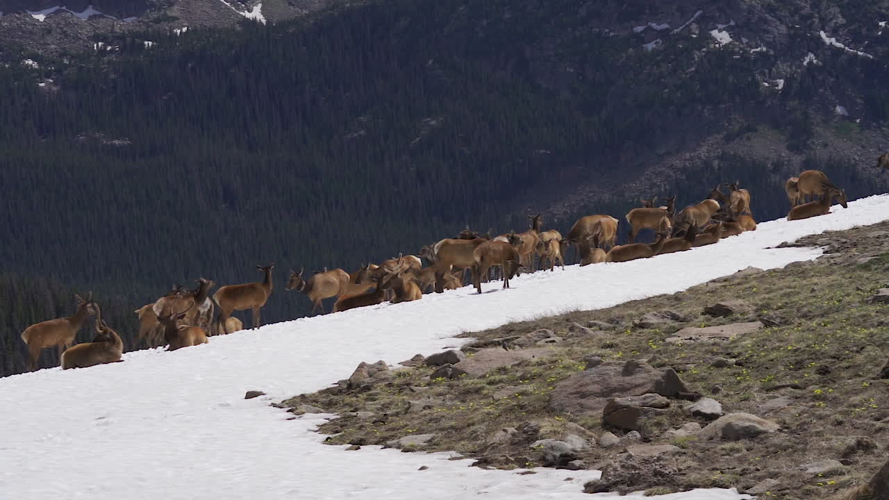 alces salvajes en cámara lenta en la nieve