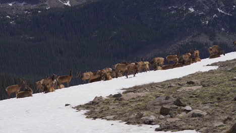 slow motion wild elk in the snow