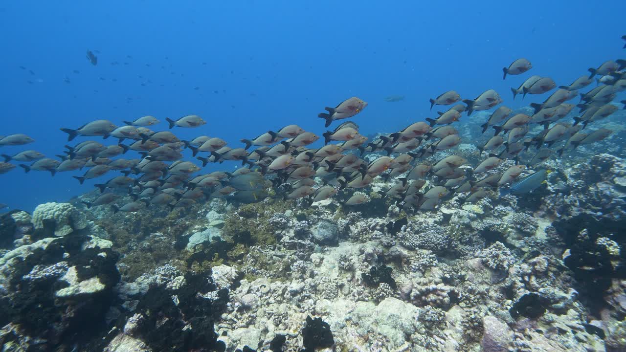 School pf paddletail snapper on a tropical coral reef in clear water of the pacific ocean around the islands of Tahiti-1
