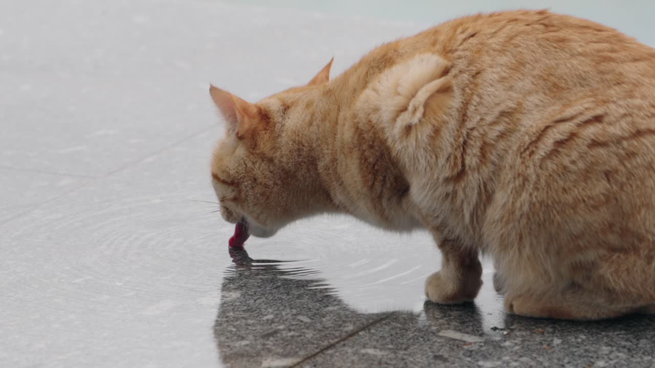 Orange cat drinks from rain puddle on grey stone in quiet moment of thirst