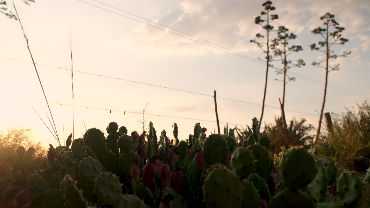 fotografía al atardecer de un cactus de pera espinosa que crece en el karoo árido