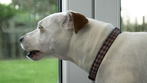 locked off view of jack russell cross looking out into garden from patio and yawning