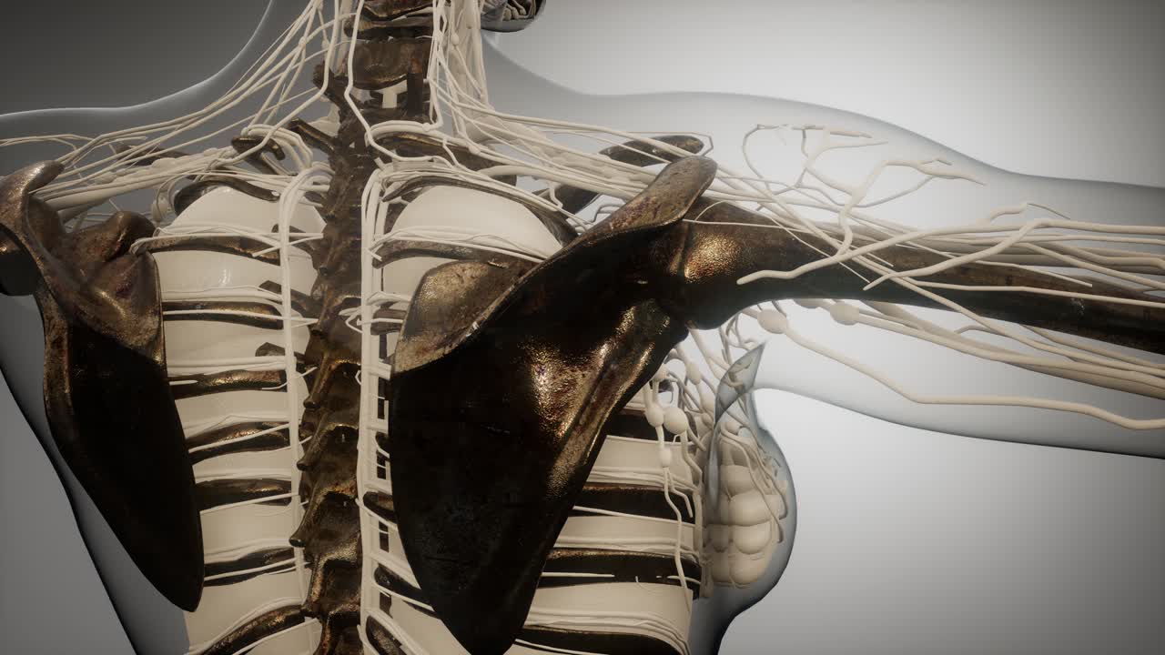 cuerpo humano transparente con huesos visibles