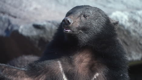 hungry white-chested bear in the zoo waiting to be fed