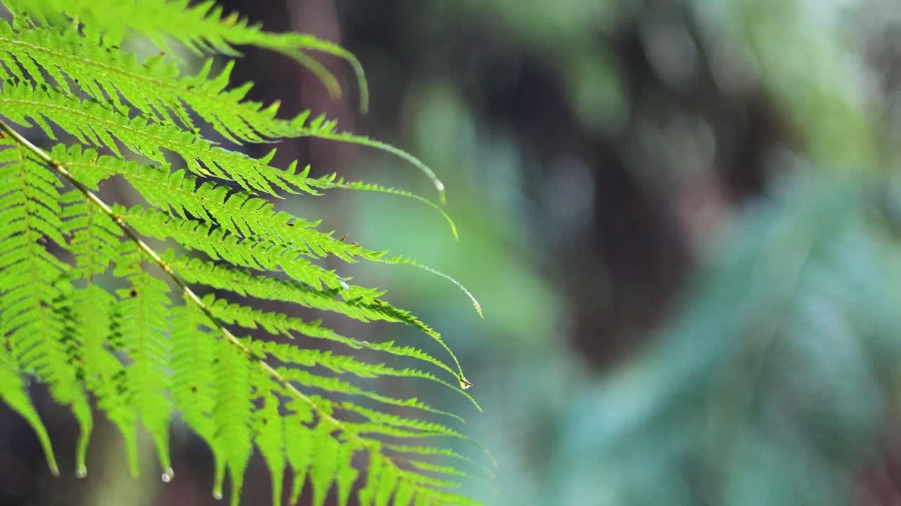primer plano de hojas de helecho en un exuberante bosque tropical