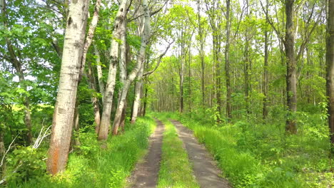 winding path in the forest with trees on both sides during summer time