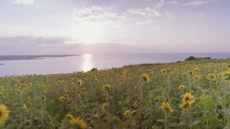 Bask-in-the-breathtaking-beauty-of-vibrant-sunflowers-at-sunset,-a-golden-hued-field-overlooking-Gimnyeong-Beach-on-Jeju-Island,-Korea