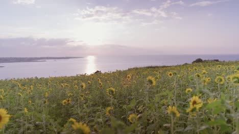 disfrutar de la impresionante belleza de los girasoles vibrantes al atardecer, un campo de tonos dorados con vistas a la playa de gimnyeong en la isla de jeju, corea