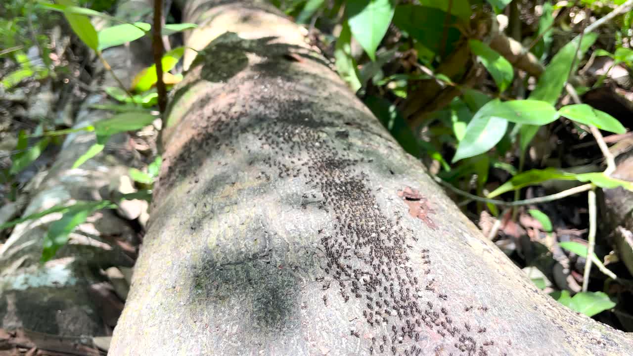 muchas hormigas o termitas marchando