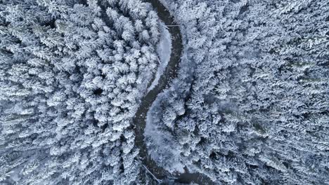 Country-road-passing-through-pine-forest-during-winter-4k