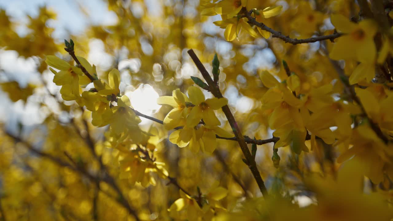 Bright Yellow Flowers in Springtime