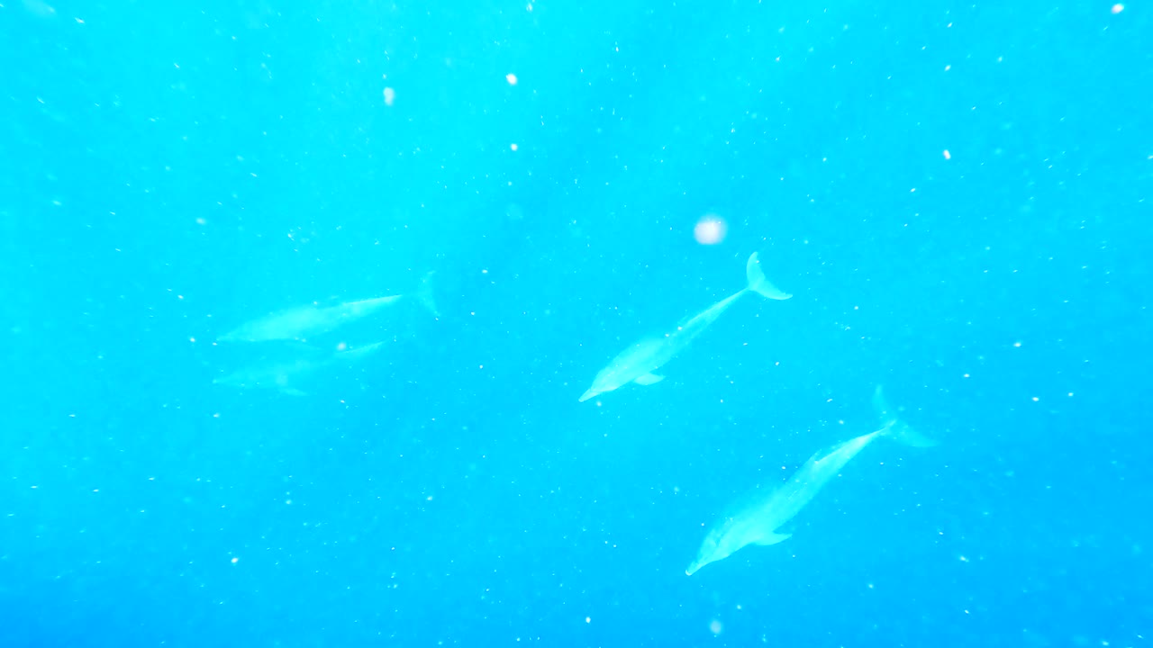 탄자니아 잔지바르의 청록색 바다 깊은 곳에서 수영하는 돌고래 무리