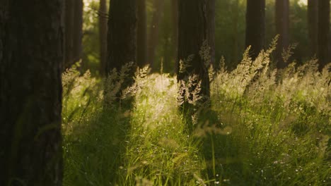 tall grasses and weeds between tree trunks in beautiful forest