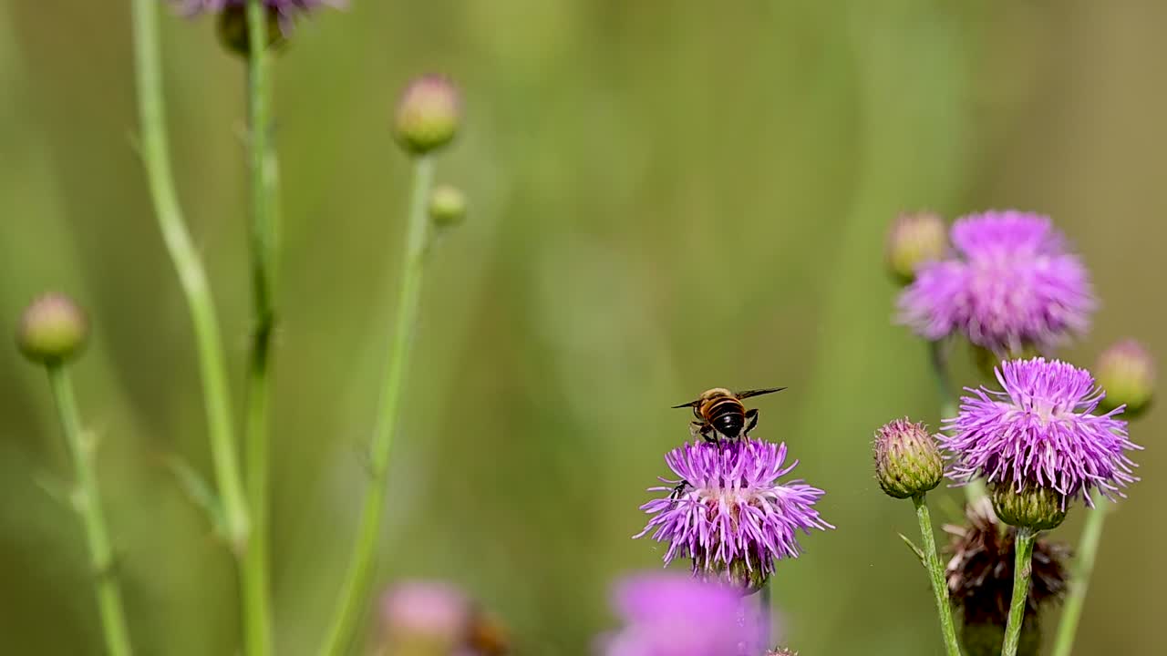 Common drone fly on milk thistle showcasing ecological pollination interaction