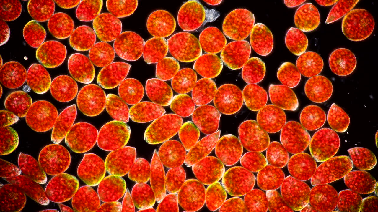 Microscopic Red and Orange Algae Cells