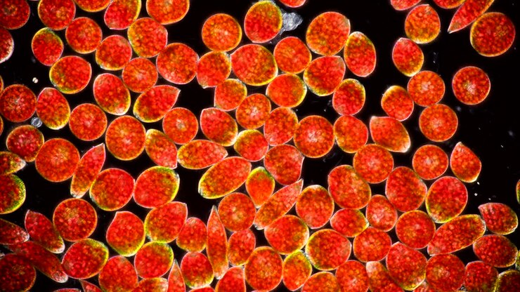 Microscopic Red and Orange Algae Cells