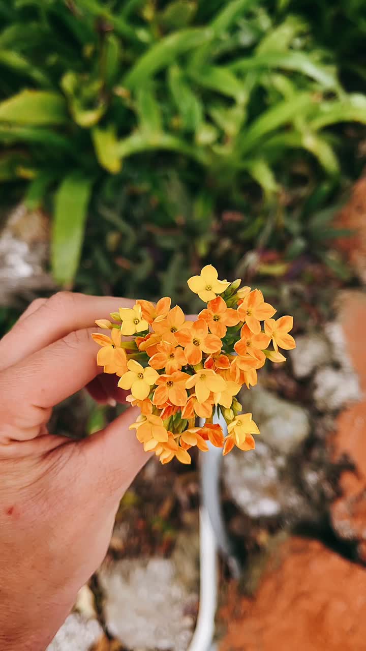 Hand holding a bunch of small orange and yellow flowers