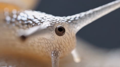 close-up of a snail's eye and tentacles