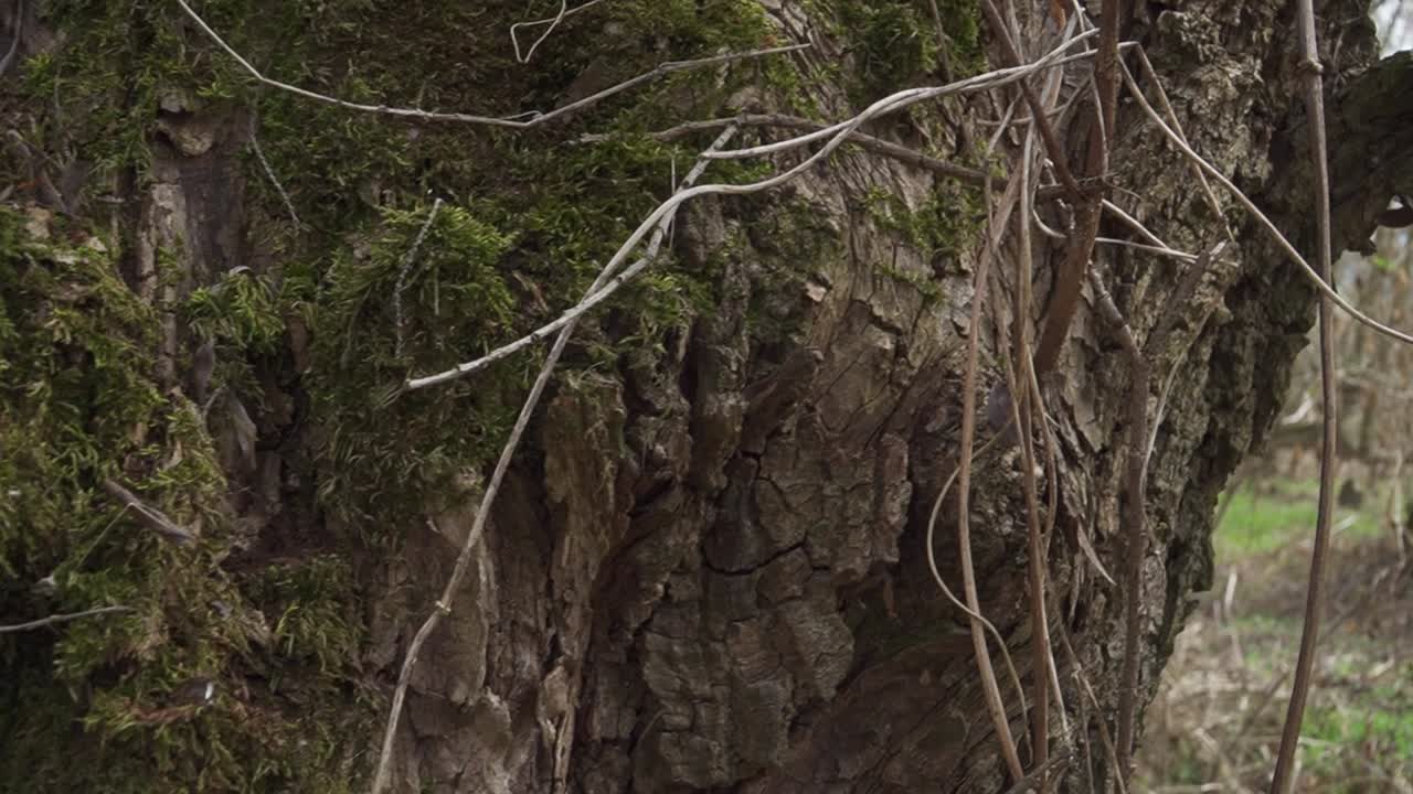 A detailed macro view of a rough‑textured tree trunk adorned with thin, vine‑like branches and patches of green moss in a natural forest setting. Ideal for nature and landscape projects.