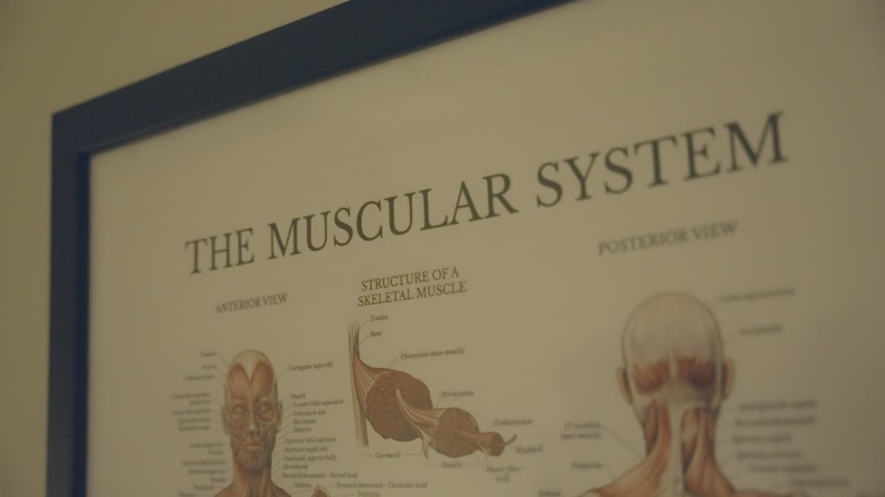 인간의 근육 체계에 대한 분석은 상세한 다이어그램을 연구하는 것을 포함합니다.