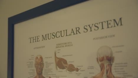 the analysis of the muscular system in humans involves studying a detailed diagram