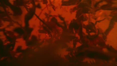 Black-tea-leaves-float-in-a-transparent-rotating-mug.-Macro-slow-motion-shot-of-the-process-of-brewing-herbal.