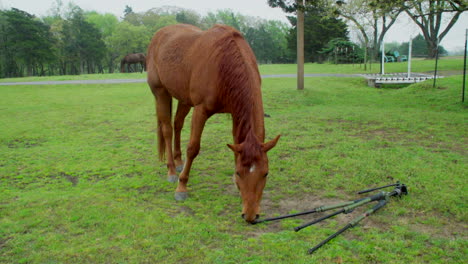 Esta-Es-Una-Toma-De-Un-Caballo-Curioso-Inspeccionando-Mi-Trípode