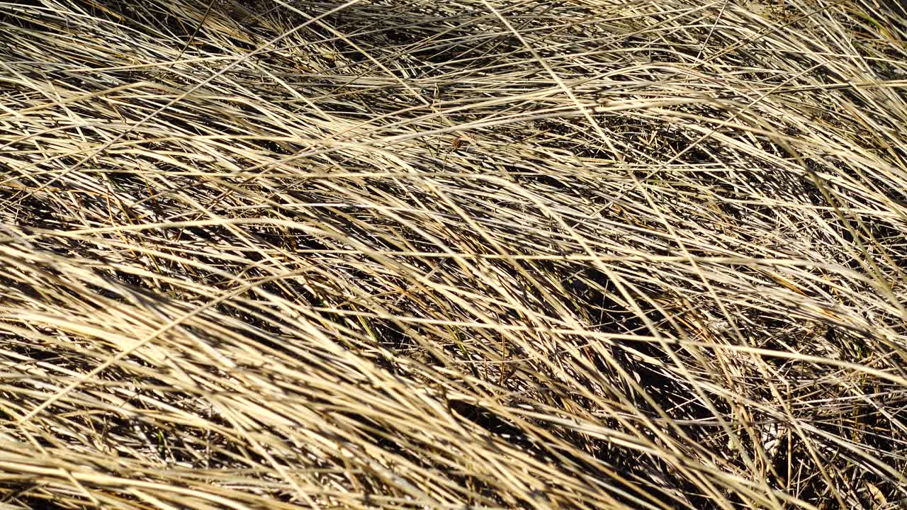 Aufnahme von trockenem Gras.