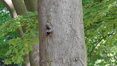 great tit comes to hole in tree trunk at wild forest