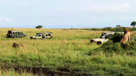 People-in-safari-cars-watching-lions-in-sunny-day,-Maasai-Mara