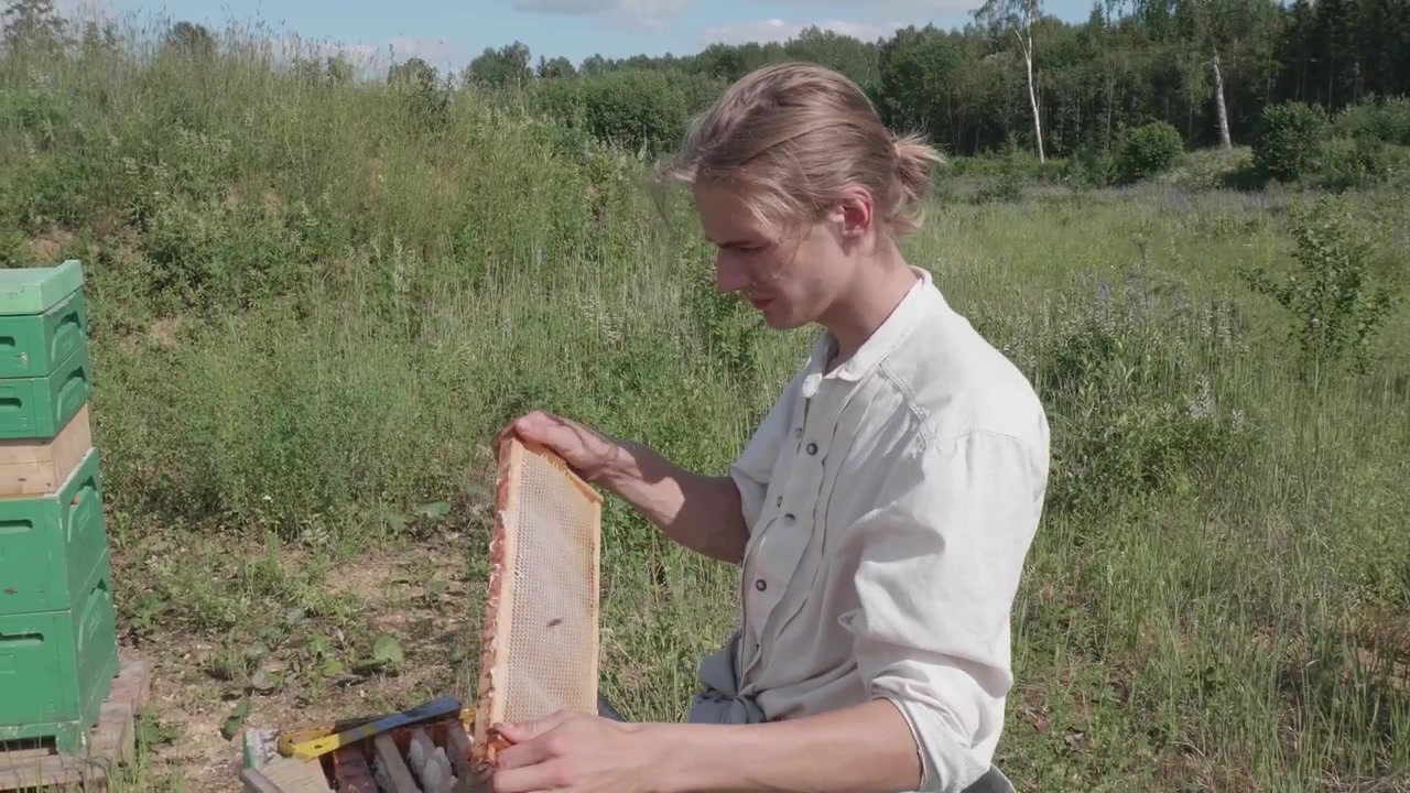 Male beekeeper checks on honeycomb