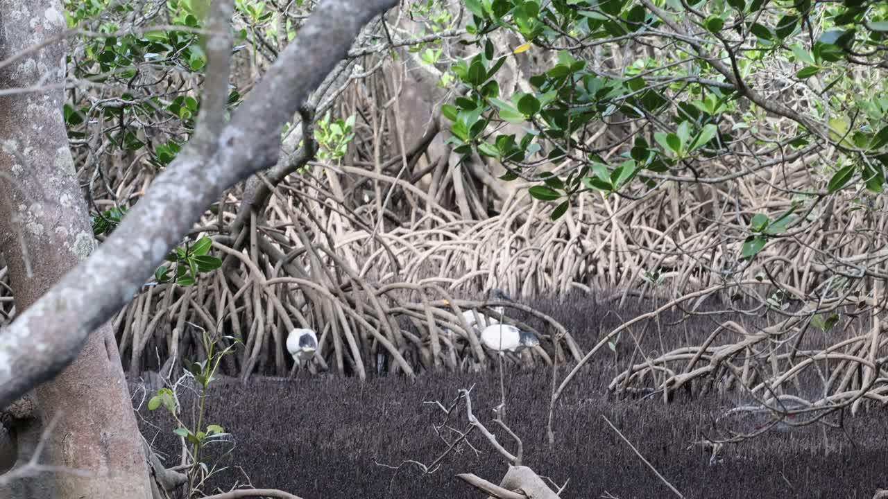 la garza camina y busca alimento en los manglares