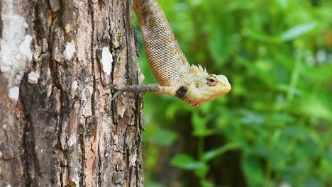 Male-oriental-garden-lizard-on-a-tree-in-the-tropical-country-Sri-Lanka