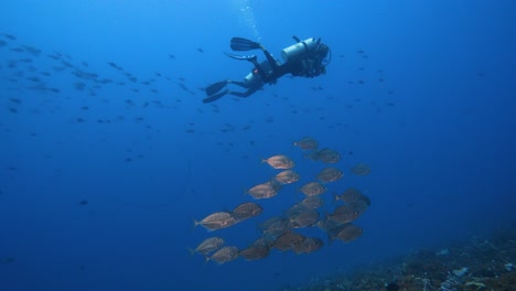 scuba divers behind a group of jack fish in clear blue water of the pacific ocean