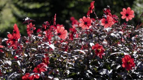 Hermosas-Flores-Rojas-En-Un-Día-Soleado