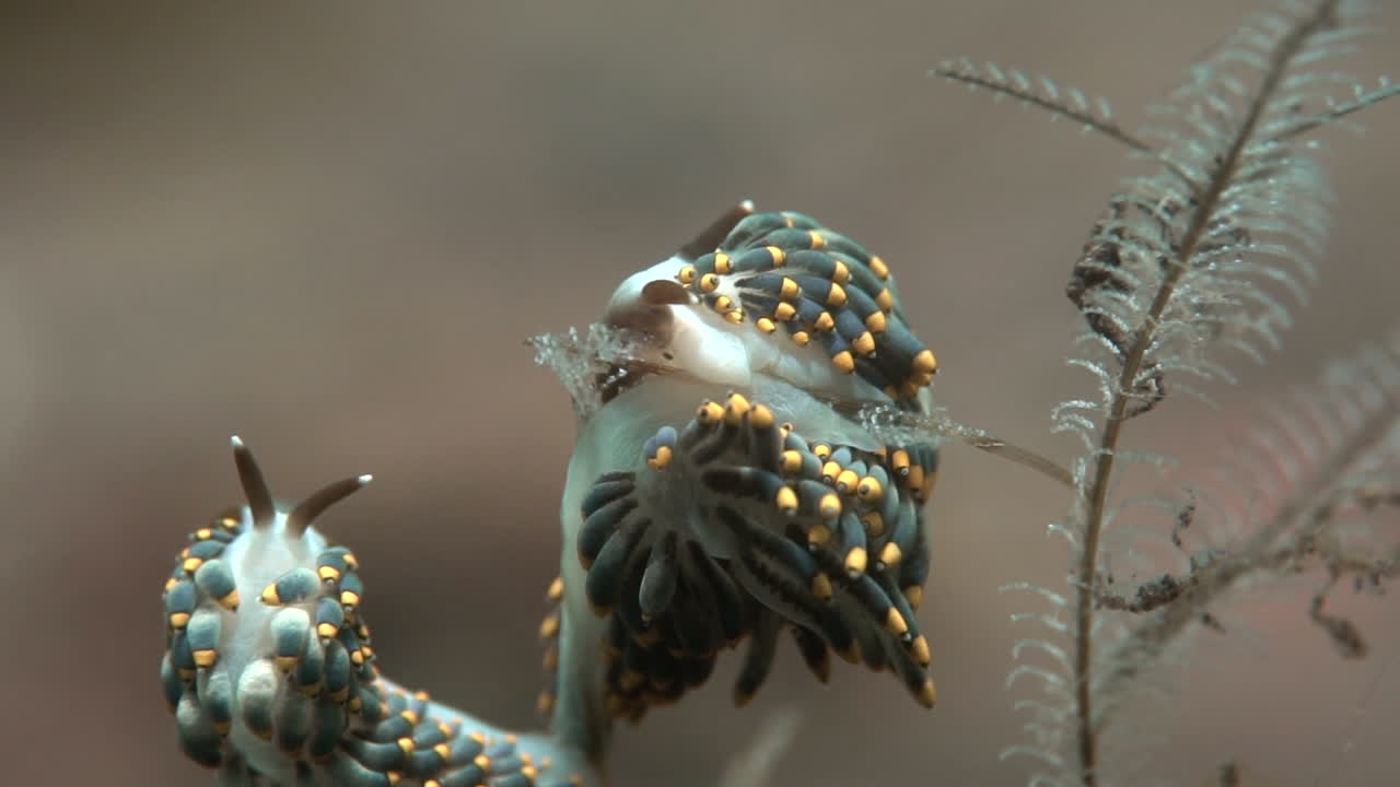 부드러운 산호에 있는 멋진 누디브란치 바다 달 ⁇ 이