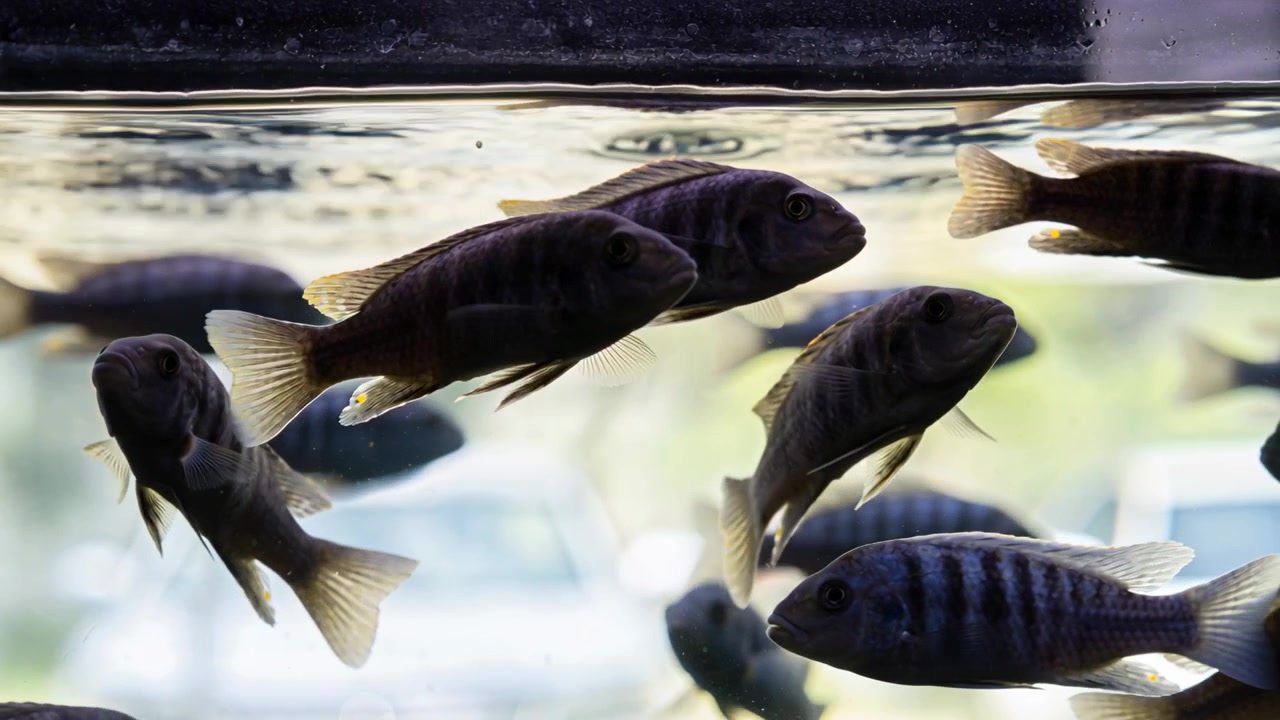Gruppo di pesci d'acqua dolce a strisce che nuota, reagendo alle increspature e spostandosi vicino al bordo e al vetro dell'acquario.