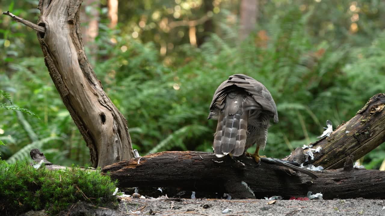 Close up: Wild Northern Goshawk eating and biting prey after hunting in jungle