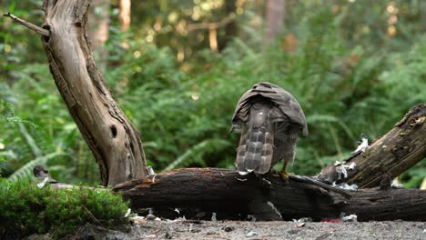 close up: wild northern goshawk eating and biting prey after hunting in jungle