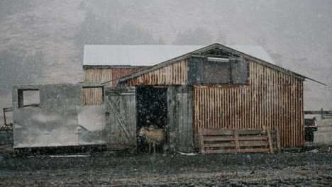snowy sheep sheltering in a rusty barn