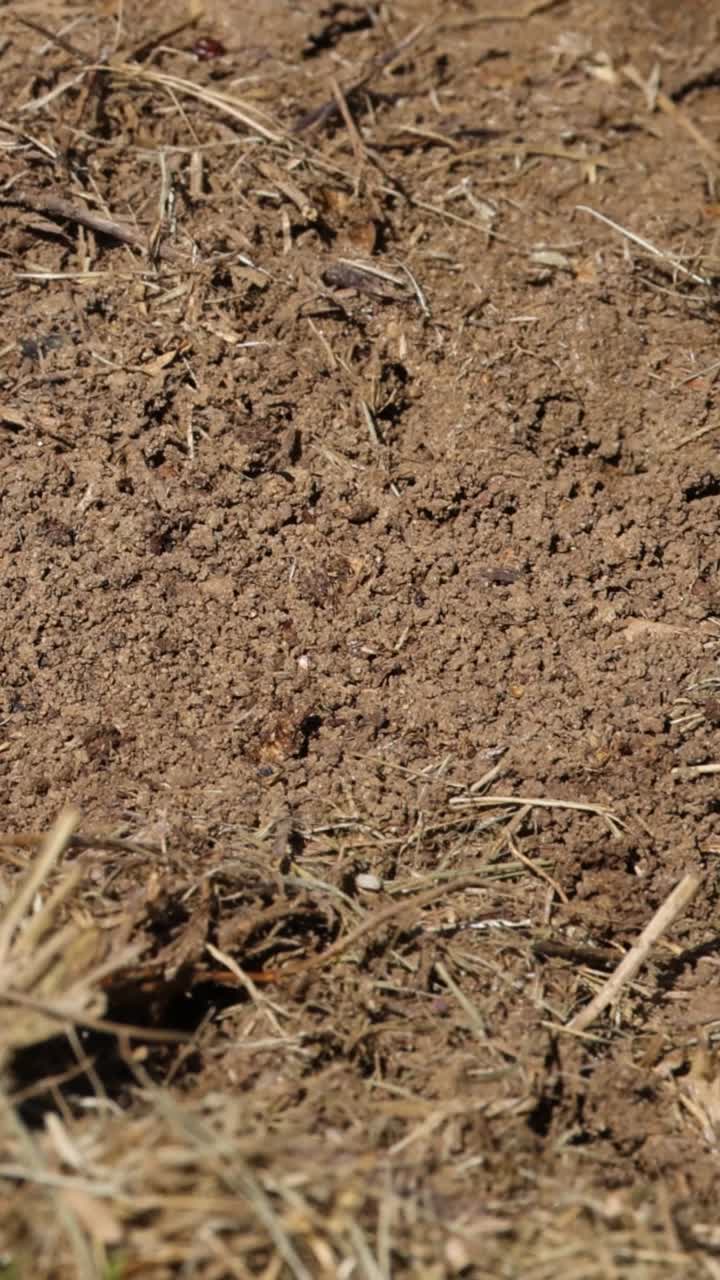 벌레는 부지런히 일을 하며, 토양의 입자를 움직입니다.