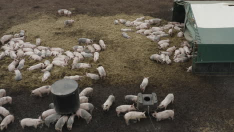 pigs feeding and laying around on brown muddy farmland with green buildings