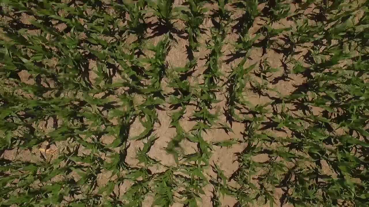 Aerial shot of a drone flying over a corn field with its shadow projected