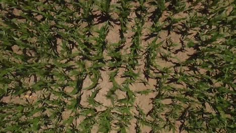 aerial shot of a drone flying over a corn field with its shadow projected