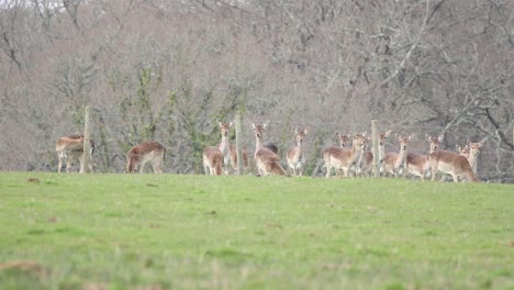 deer in the new forest clip 10